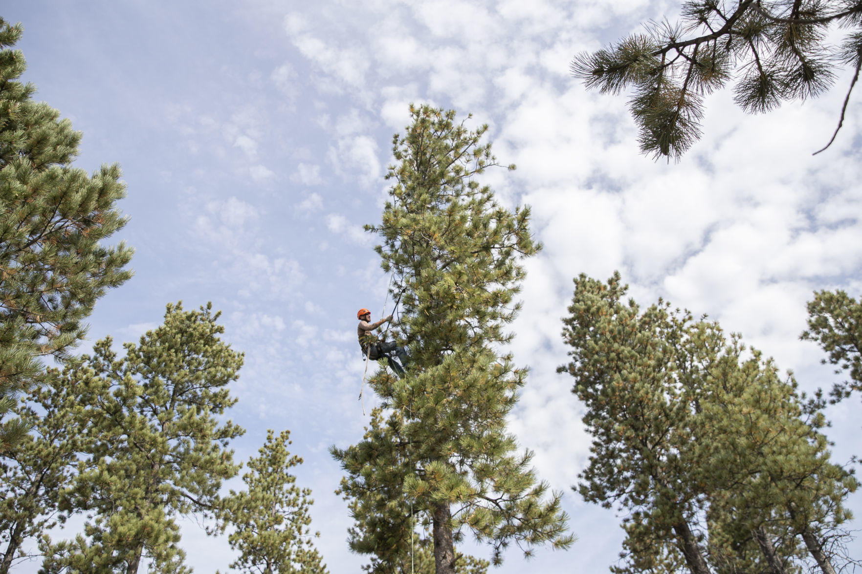 trees013.JPG